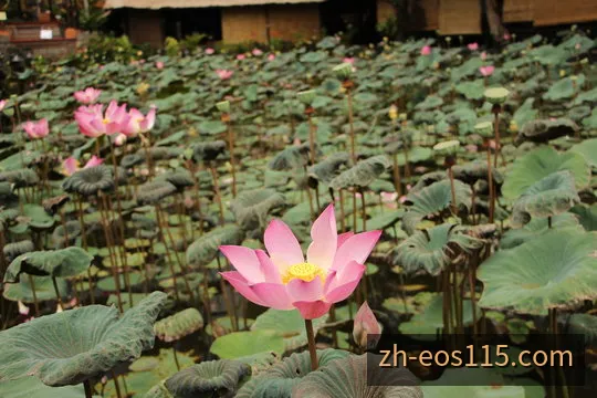 EOS阳光11选5开奖时间与自动化周期概览